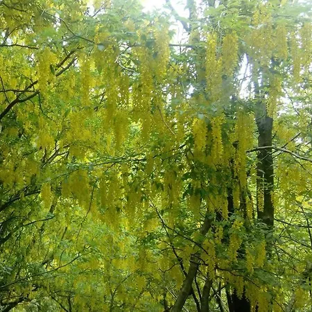 Casa Della Nina Dom wakacyjny *